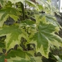 Klevas paprastasis (Acer platanoides) 'Drumondii'